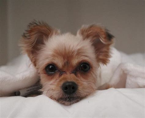 Is the Shih Tzu Yorkie Mix the Right Dog For You? - K9 Web