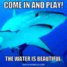 25 Funny Shark Memes To Sink Your Teeth Into