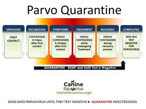 How Long Is The Incubation Period For Parvo In Dogs