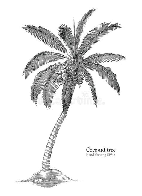 Coconut tree hand drawing engraving style vector illustration | Palm ...