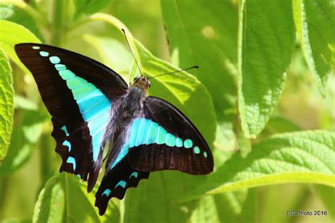 Blue Triangle Butterfly | Project Noah