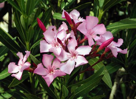 File:Nerium oleander flowers leaves.jpg - Wikimedia Commons