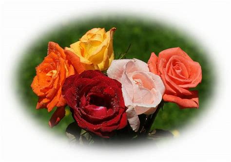 BEAUTY OF ROSES, pink, orange, red, yellow HD wallpaper | Pxfuel