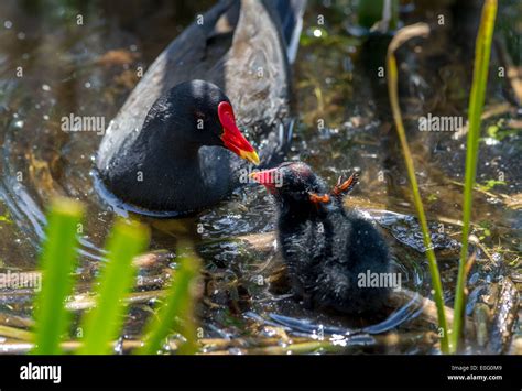 Adult Moorhen feeding their chicks Stock Photo - Alamy