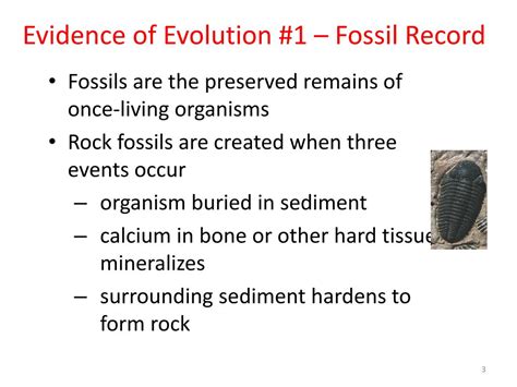 PPT - The Evidence for Evolution PowerPoint Presentation, free download - ID:3068233