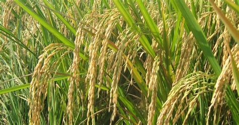 BUDIDAYA PERTANIAN: BUDIDAYA TANAMAN PADI SAWAH