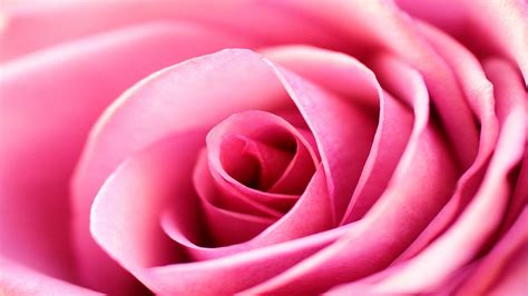 846 Hd Wallpapers Pink Rose - MyWeb