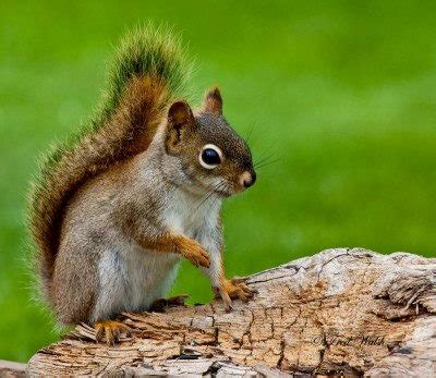 Red Squirrel Facts | Red Squirrel Habitat & Diet