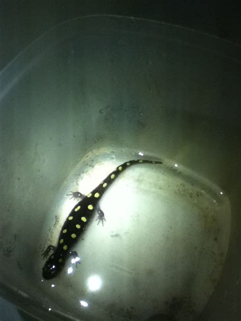 A salamander | Salamander, Habitats, Fish pet