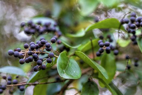 Dark Purple Chinese Privet Berries Photograph by Kathy Clark - Pixels