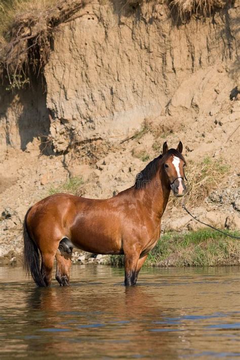 Brown Horse Standing In The Water Stock Image - Image of outdoor, lake ...