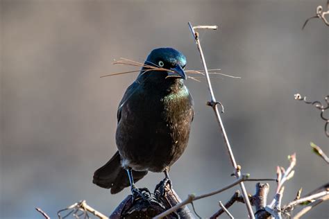 Nesting Time | Great Bird Pics