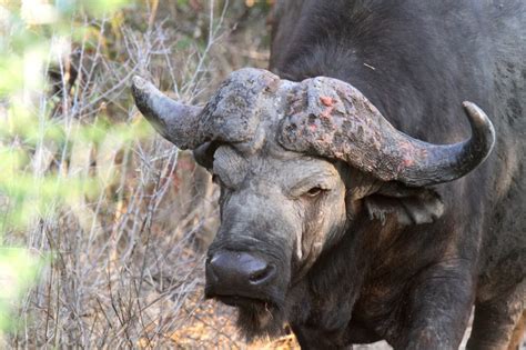 Male Buffalo - Wildlife Den - South African And Australian Wildlife Photography