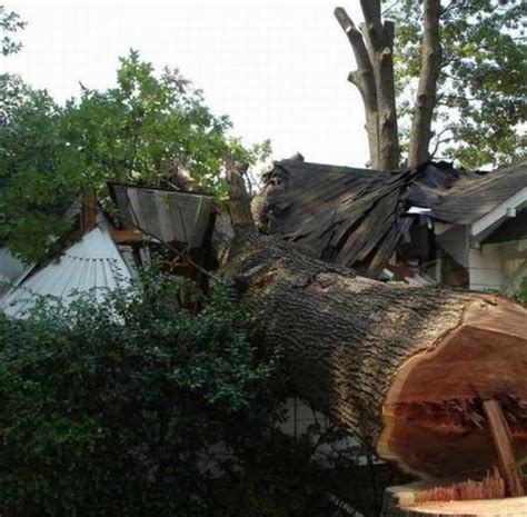 Tree Cutting Fail (4 pics)