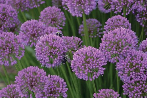 Millenium Ornamental Onion – Wilson Nurseries