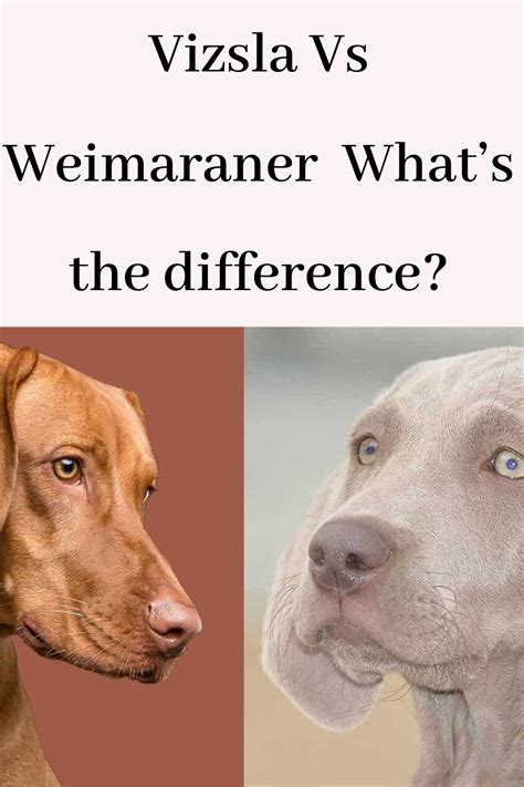 Vizsla Vs Weimaraner – What’s the difference? in 2020 | Weimaraner ...