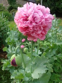 The poppy's brief beauty is beginning to fade | Rhian | Flickr