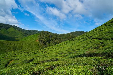 HD wallpaper: green mountain, malaysia, tea plantations, sky, nature, tea Crop | Wallpaper Flare