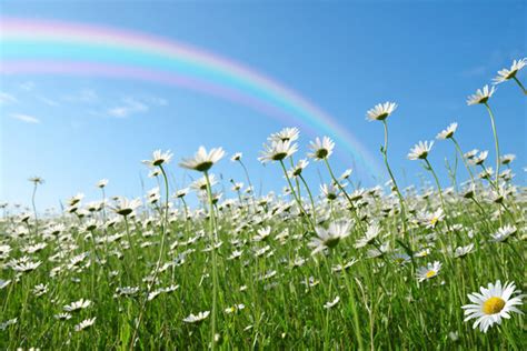 Daisies Rainbow Background Images – Browse 6,369 Stock Photos, Vectors ...