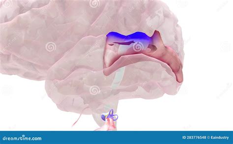 Auditory Pathway Primary Auditory Cortex Stock Footage - Video of dizziness, canal: 283776548