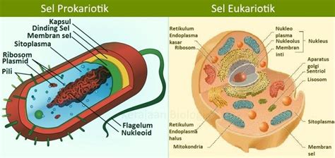 Perbandingan Sel Prokariotik dengan Eukariotik (Tabel & Gambar)