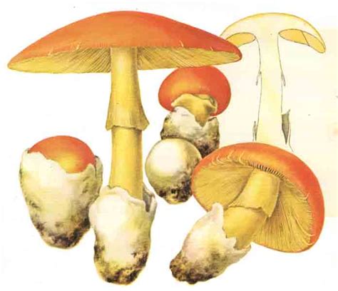 AMANITA CAESAREA (Caesar's mushroom)