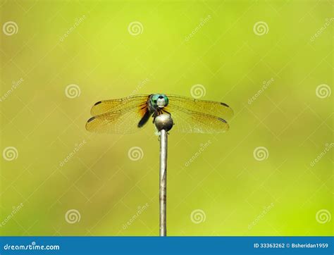 Dragonfly on antennae stock photo. Image of still, blue - 33363262