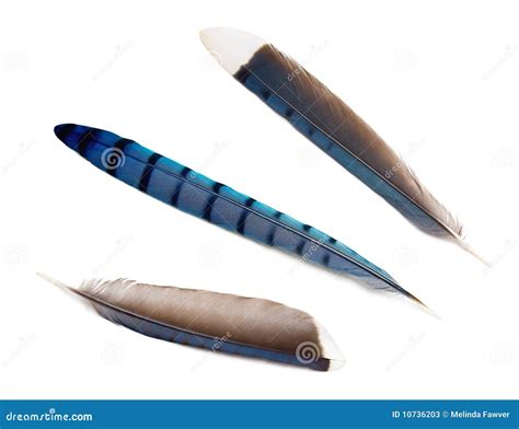 Blue Jay Feathers Stock Photos - Image: 10736203