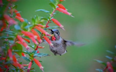 eBird Checklist - 30 Oct 2023 - RSRB4HIM - 1 species