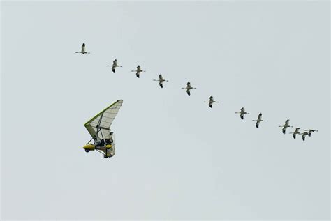 Free picture: flying, whooping, cranes, birds