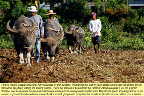 Carabao rises to new-found importance as farmers’ ‘beast of fortune’ – Philippine Carabao Center