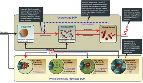 A new conceptual model of decomposition illustrating organic matter ...