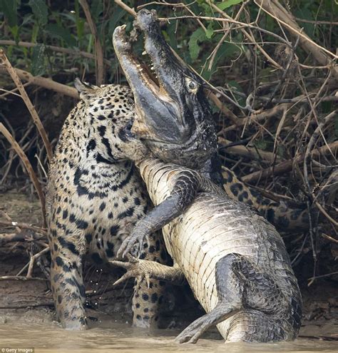 Jaguar finishing a caiman. : r/natureismetal