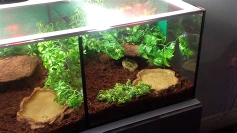 Image result for frog tank setups | Pacman frog, Frog tank, Frog terrarium