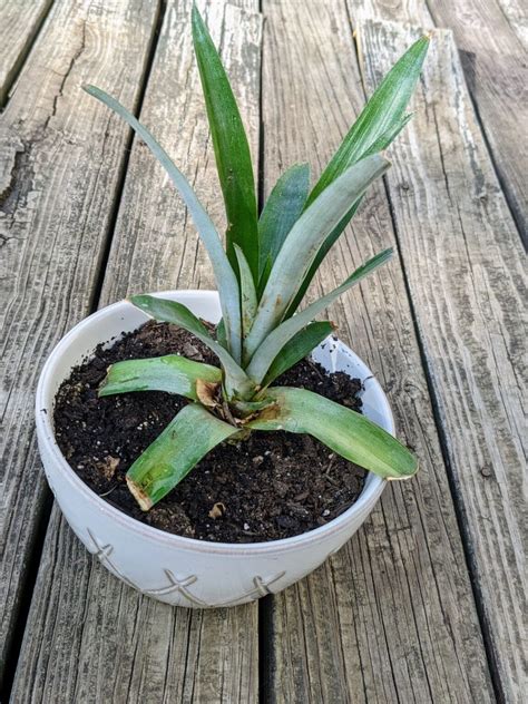 Propagating Pineapple: Planting a Pineapple Top - Bunny's Garden