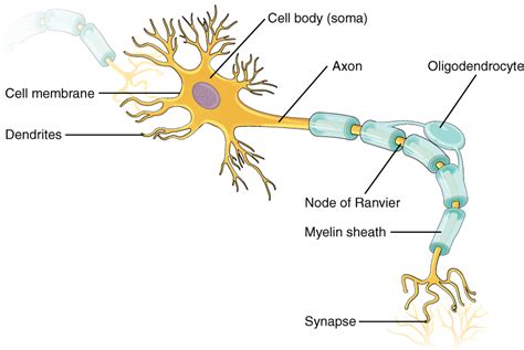 Nervous Tissue · Anatomy and Physiology