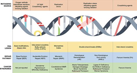 Werners Syndrome Chromosome