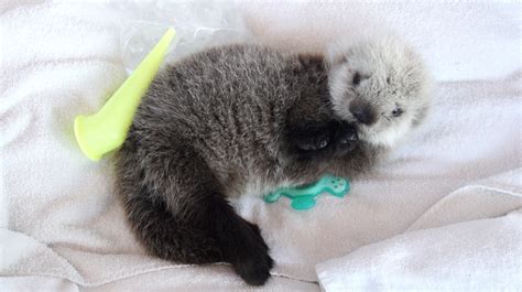 A Seriously Fluffy Sea Otter Pup Is Now Chilling At The Vancouver Aquarium