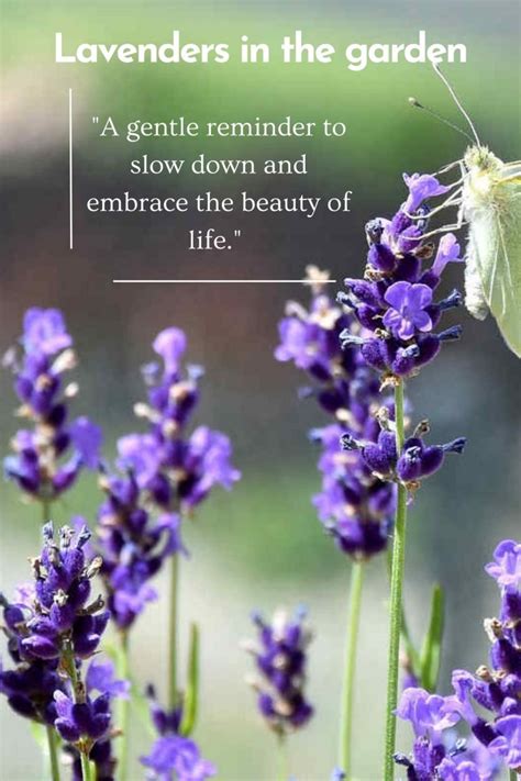 250 Best Lavender Quotes and Captions to Inspire you - SimplyBeyondHerbs