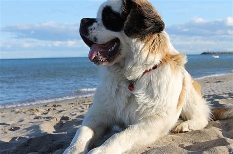 10 Best Extra-Large Dog Breeds: Huge Dogs Who Love Their Humans