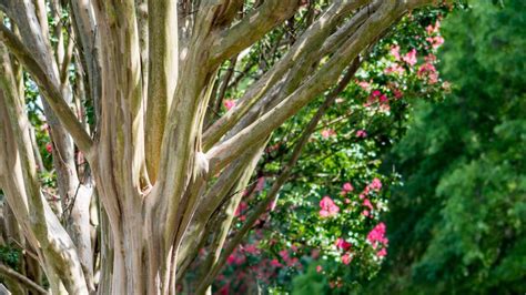 Duke Energy to give away 1,200 free trees for Florida Arbor Day | wtsp.com