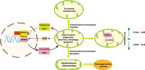 Frontiers | Role of Mitochondria in Neurodegenerative Diseases: From an Epigenetic Perspective