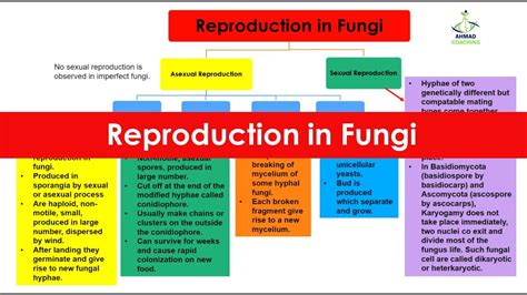 Reproduction in Fungi | Spore, Conidia, Fragmentation, Budding | Kingdom Fungi - YouTube