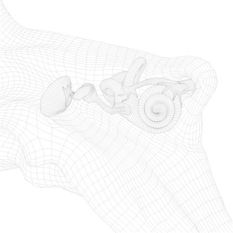 Cross section ear anatomy model - TurboSquid 2055028