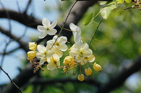 White Laburnum | Flowers of Cassia x nealiae from Caesalpini… | Flickr