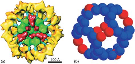 alpha ketoglutarate Dehydrogenase Enzyme Complex