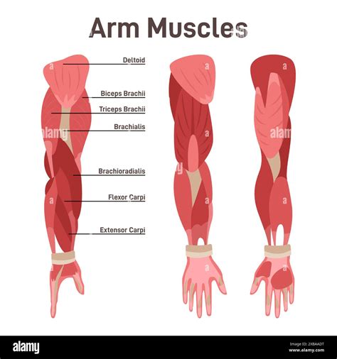 Arm muscle set. Didactic scheme of anatomy of human muscular system. Arm and shoulder muscle ...