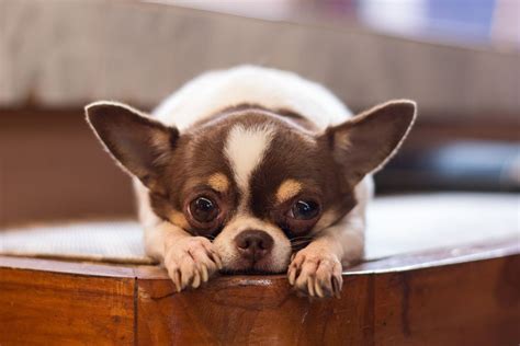 Estas son las tres únicas razas de perros mexicanos - Matador Network