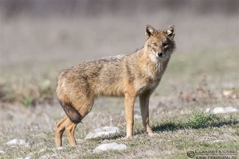 Golden jackal - Alchetron, The Free Social Encyclopedia