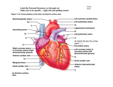 Heart Gross Anatomy Practice Quiz